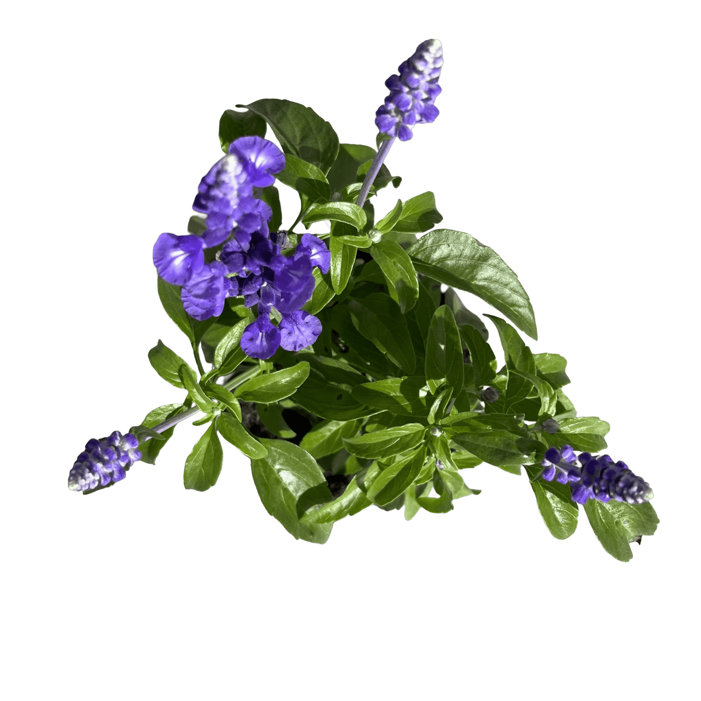 מרווה קמחית רב שנתי - רוטין (ירוק במרפסת לשעבר)