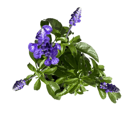 מרווה קמחית רב שנתי - רוטין (ירוק במרפסת לשעבר)