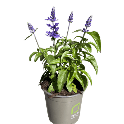 מרווה קמחית רב שנתי - רוטין (ירוק במרפסת לשעבר)