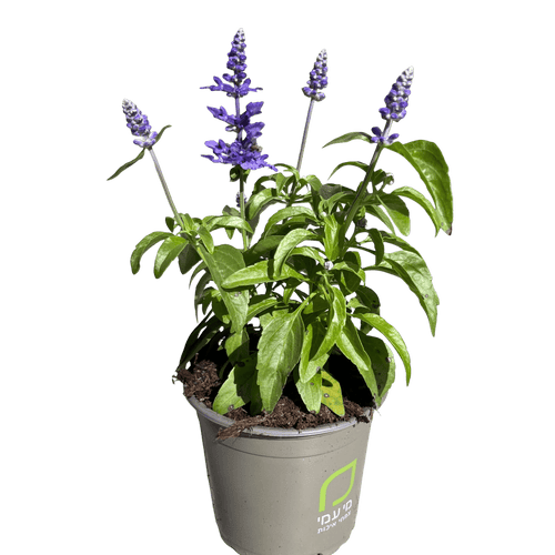 מרווה קמחית רב שנתי - רוטין (ירוק במרפסת לשעבר)