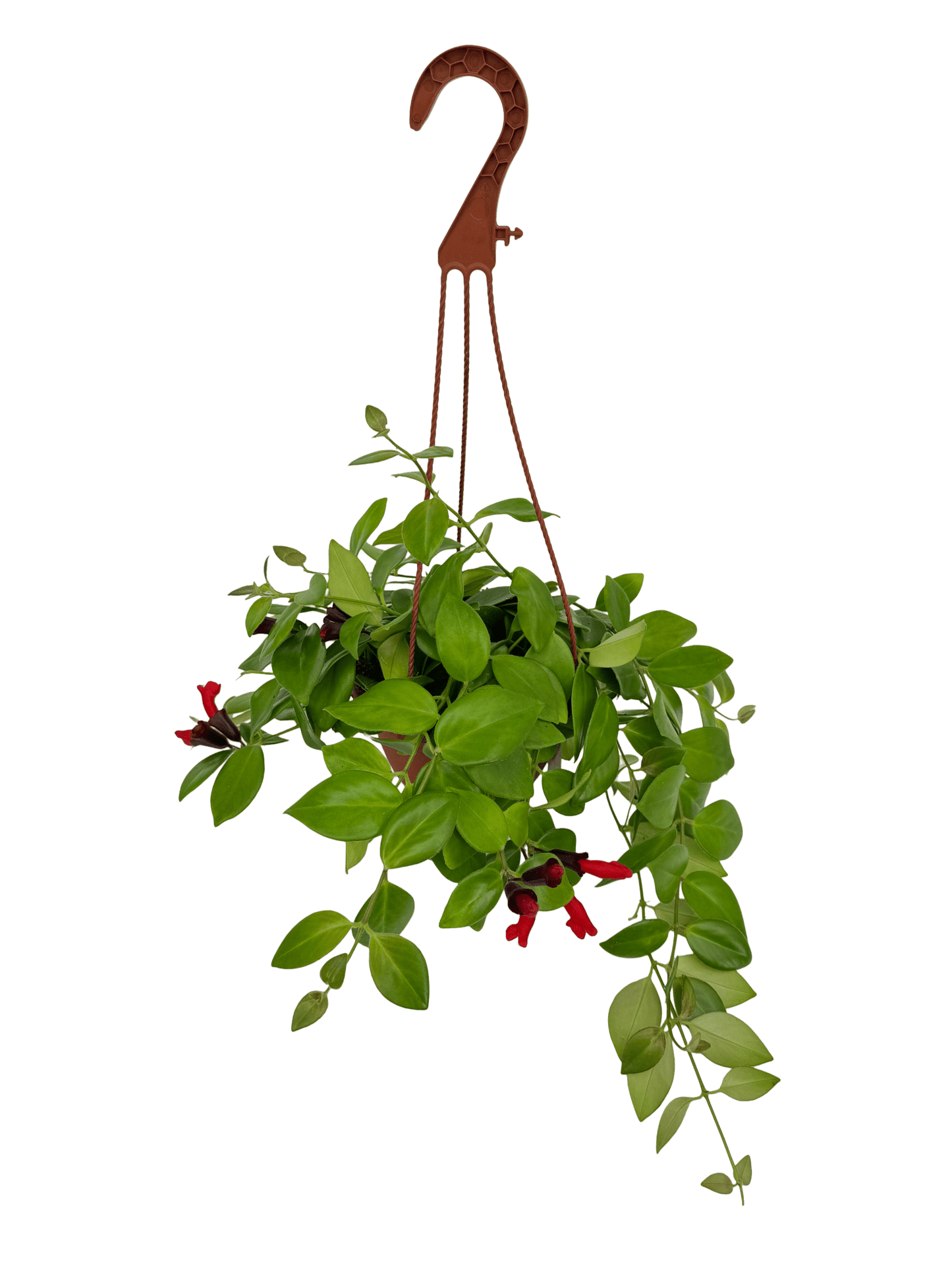 מונה ליזה אשיננטוס קוטר 15 - רוטין (ירוק במרפסת לשעבר)