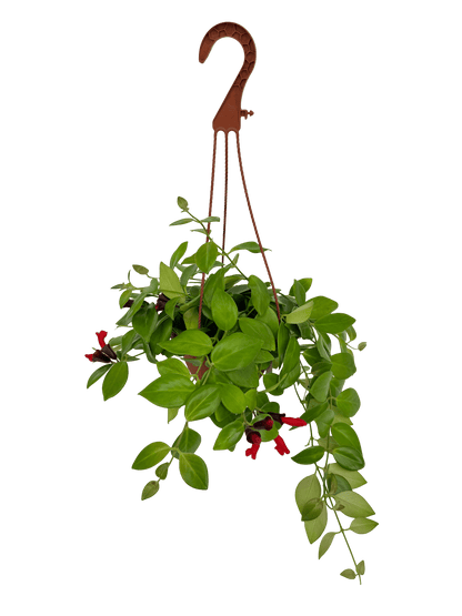 מונה ליזה אשיננטוס קוטר 15 - רוטין (ירוק במרפסת לשעבר)