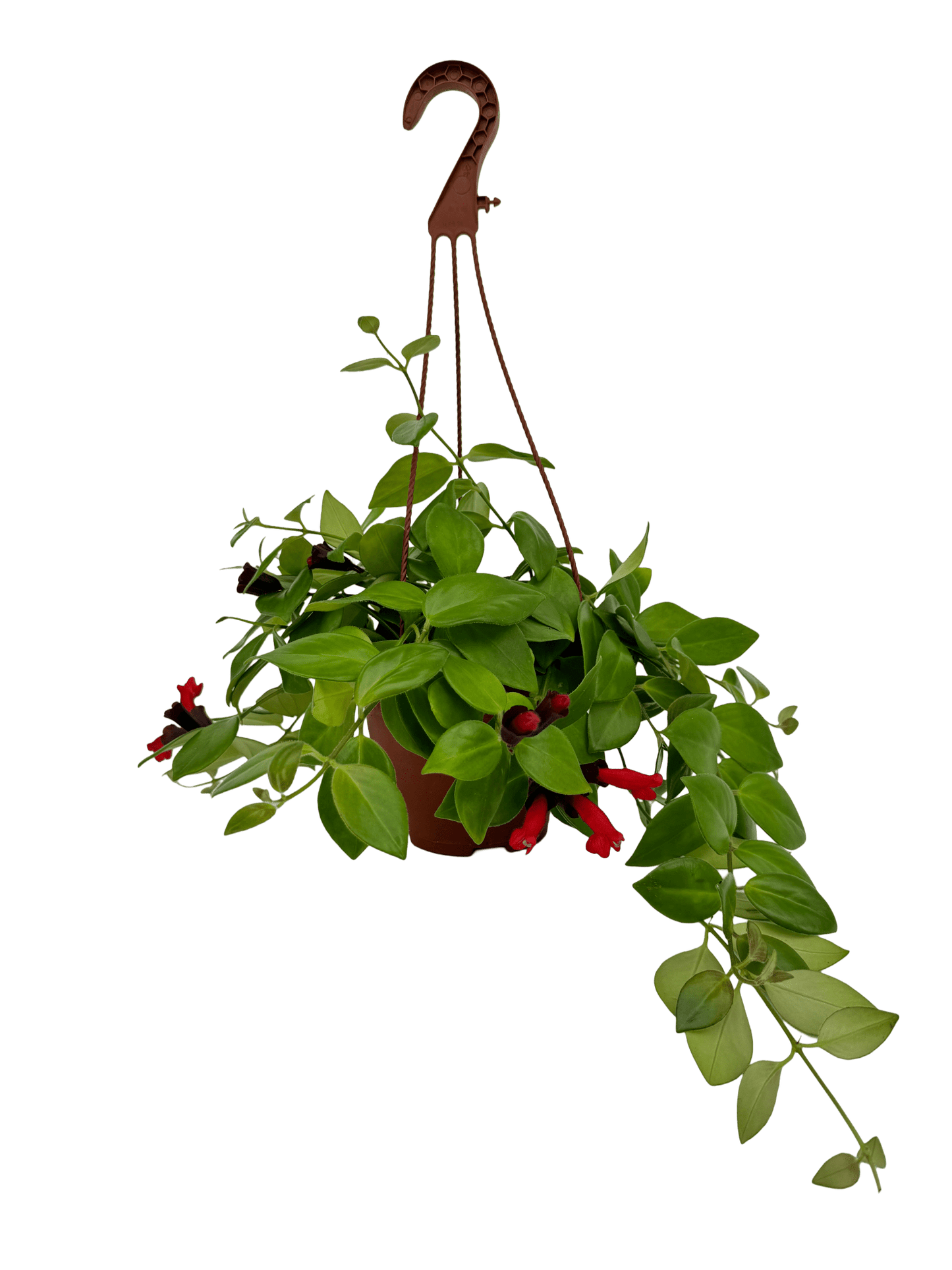 מונה ליזה אשיננטוס קוטר 15 - רוטין (ירוק במרפסת לשעבר)