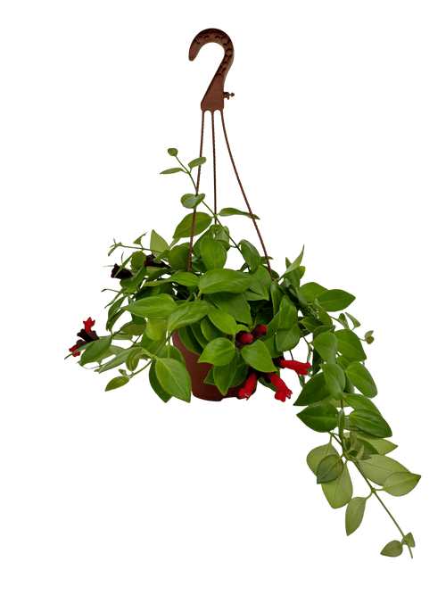 מונה ליזה אשיננטוס קוטר 15 - רוטין (ירוק במרפסת לשעבר)