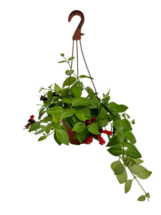 מונה ליזה אשיננטוס קוטר 15 - רוטין (ירוק במרפסת לשעבר)