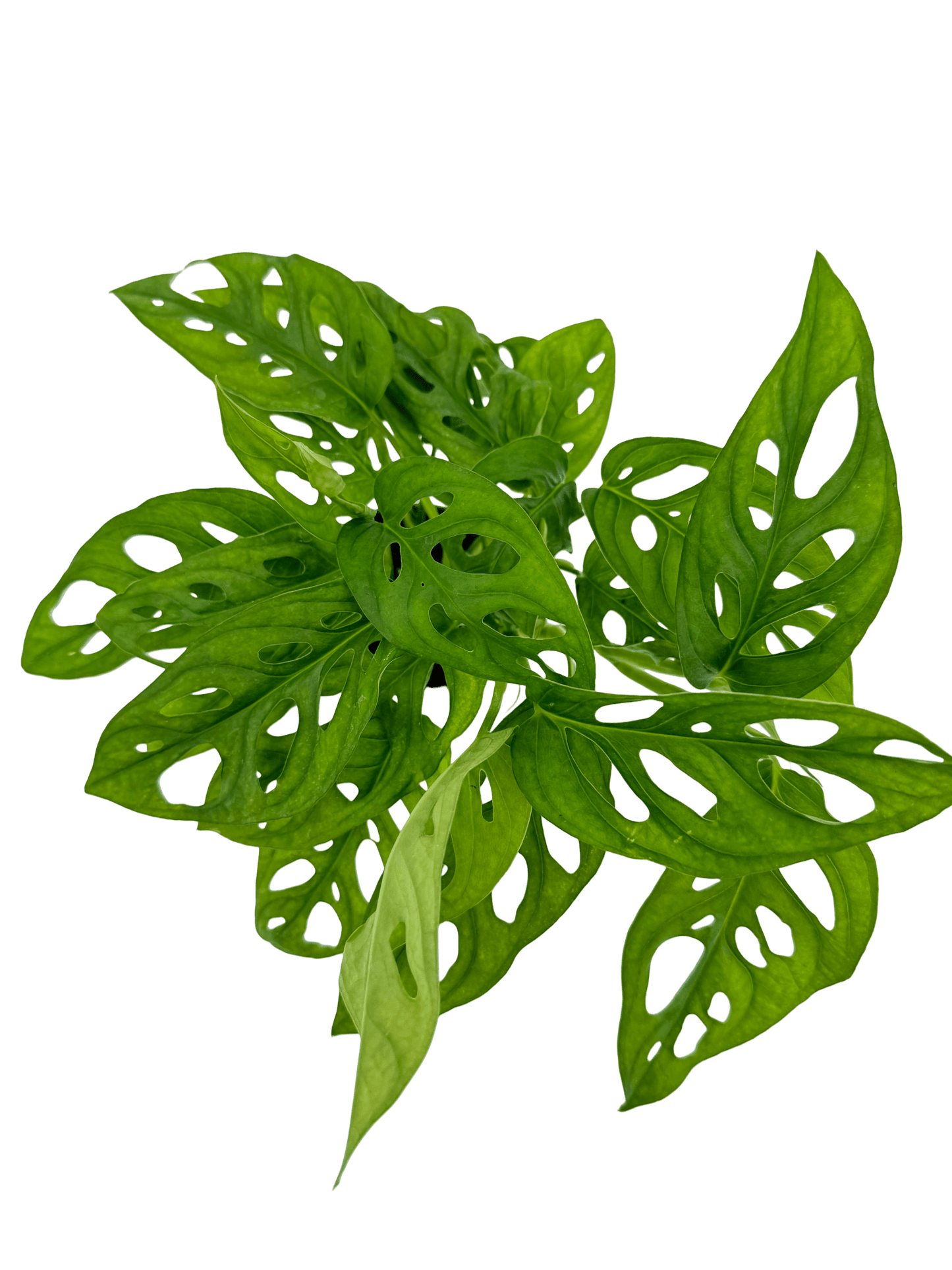 מונסטרה אדנסוניי - רוטין (ירוק במרפסת לשעבר)