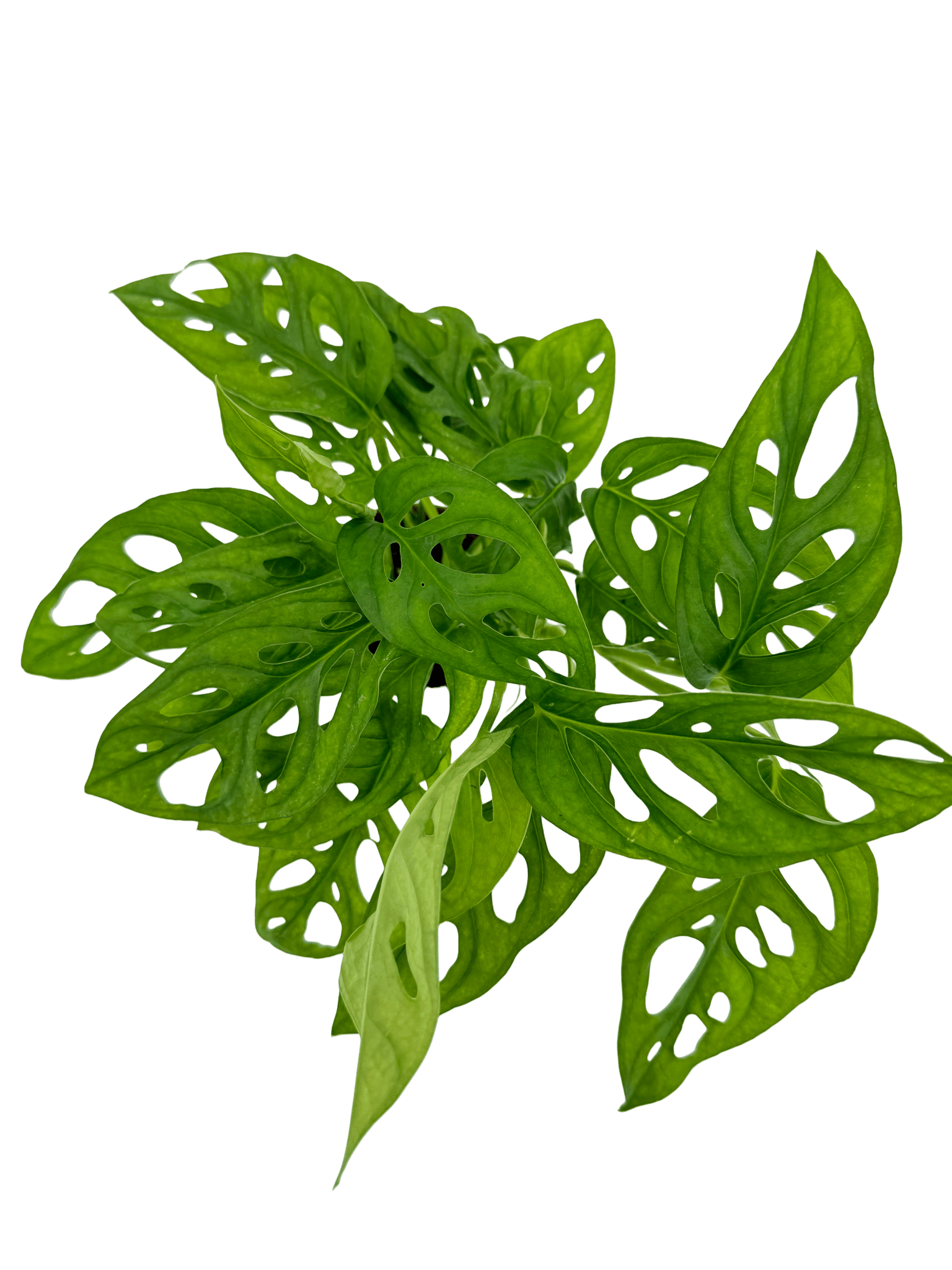 מונסטרה אדנסוניי - רוטין (ירוק במרפסת לשעבר)