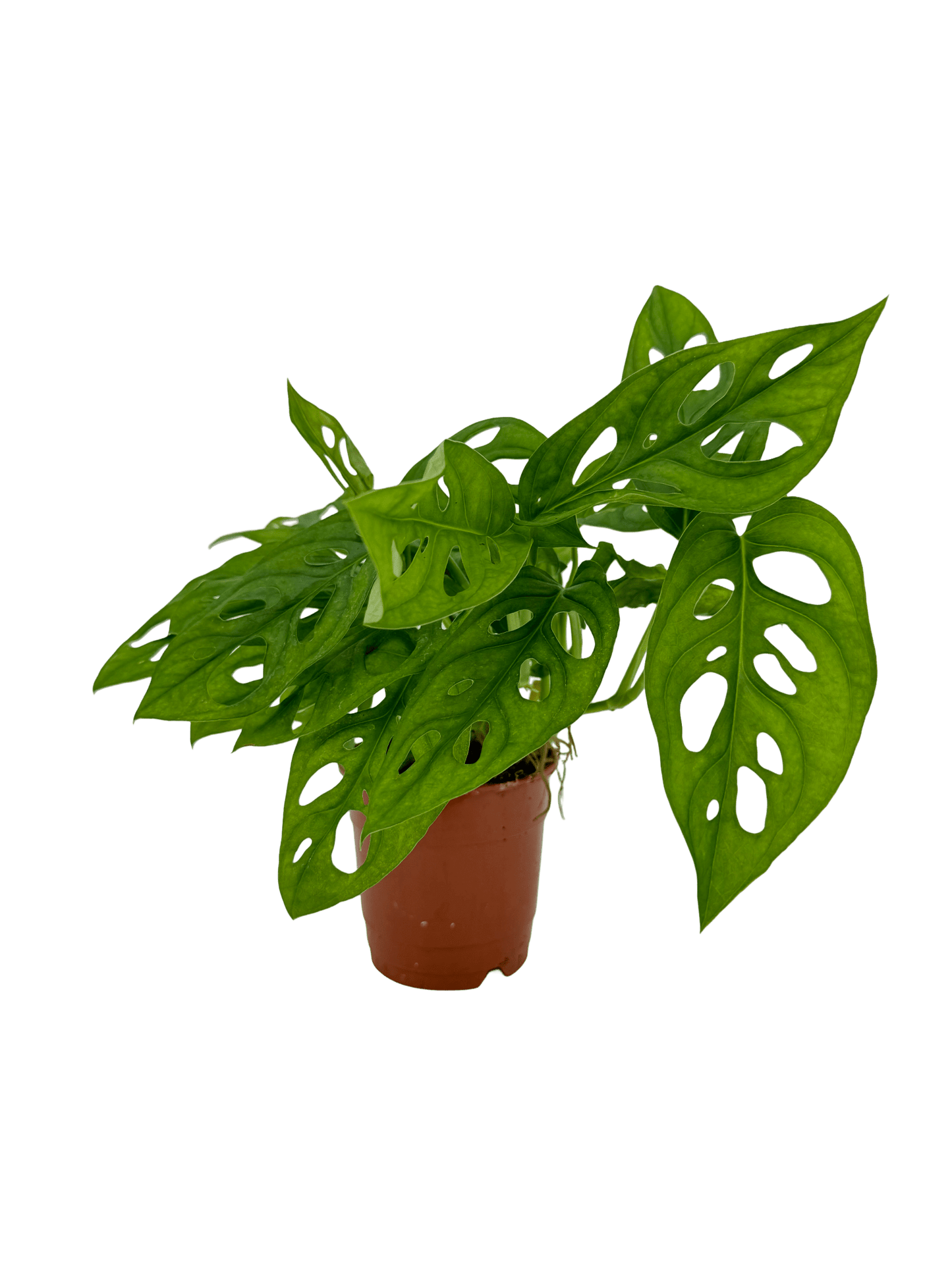 מונסטרה אדנסוניי - רוטין (ירוק במרפסת לשעבר)