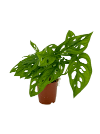 עציץ מגדלים (חינם)