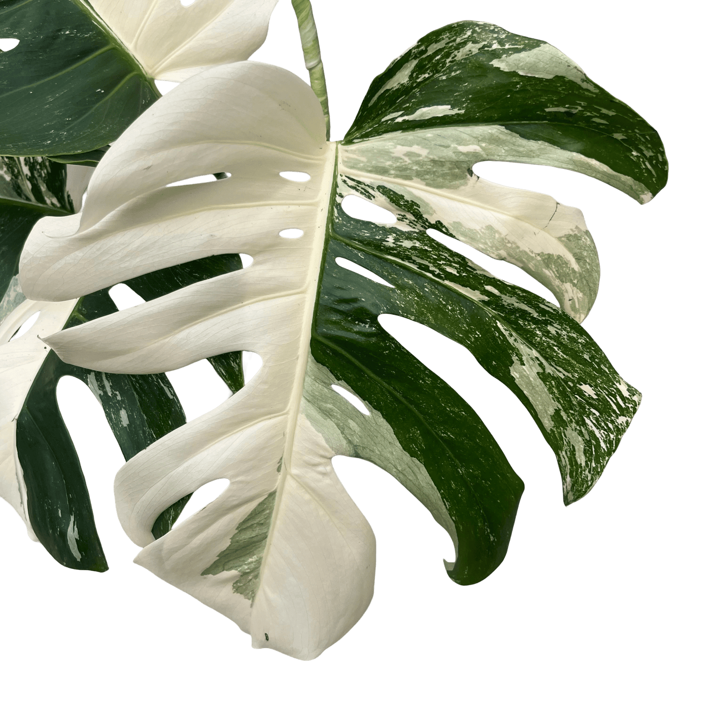 מונסטרה אלבו בינונית עציץ 15 סמ - רוטין (ירוק במרפסת לשעבר)