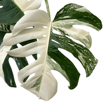 מונסטרה אלבו בינונית עציץ 15 סמ - רוטין (ירוק במרפסת לשעבר)