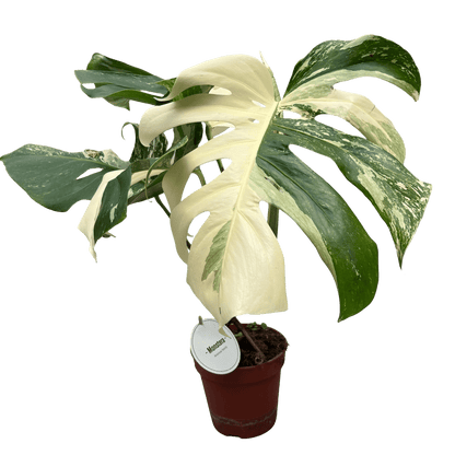 מונסטרה אלבו בינונית עציץ 15 סמ - רוטין (ירוק במרפסת לשעבר)