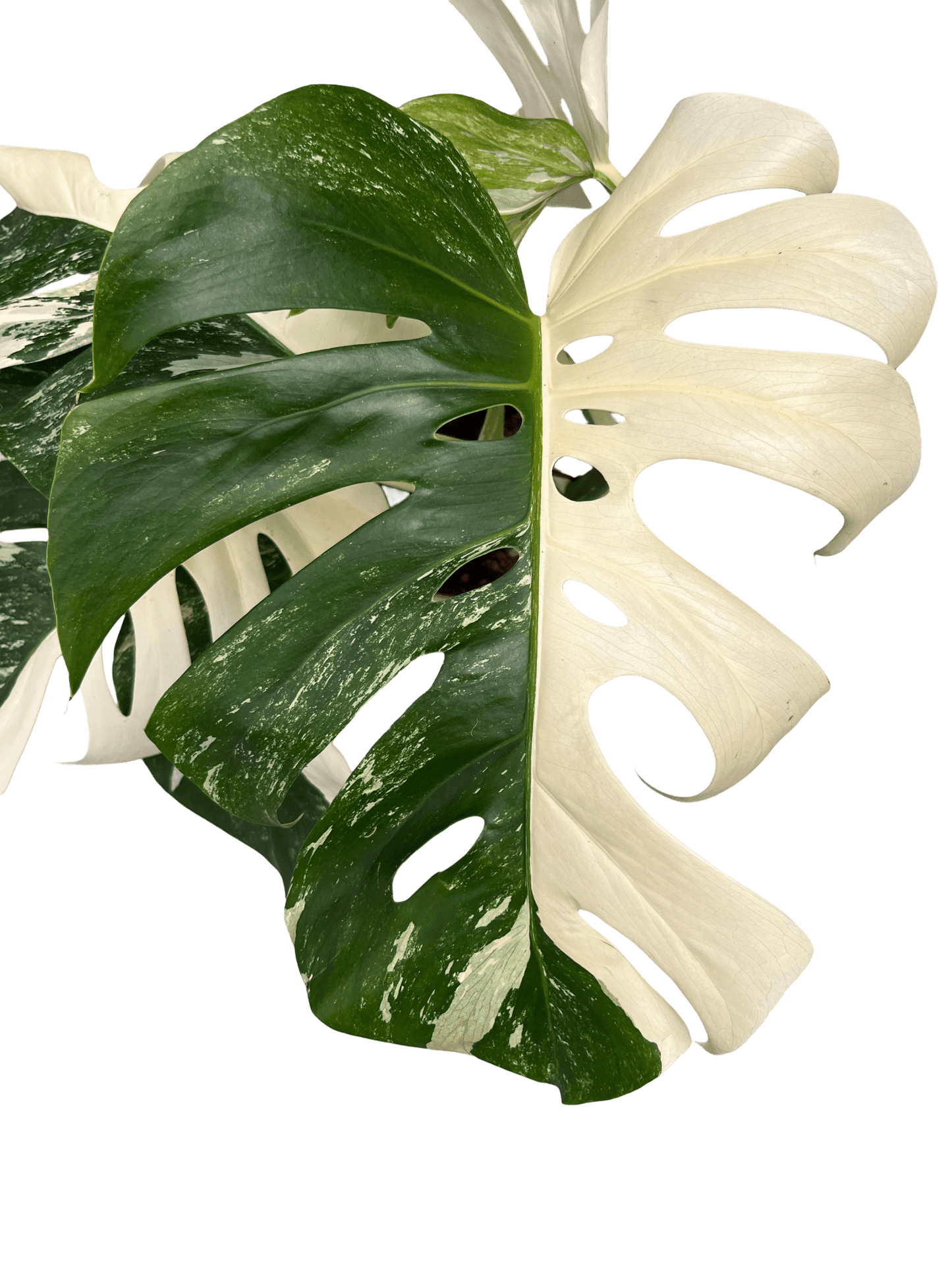 מונסטרה אלבו בינונית עציץ 15 סמ - רוטין (ירוק במרפסת לשעבר)