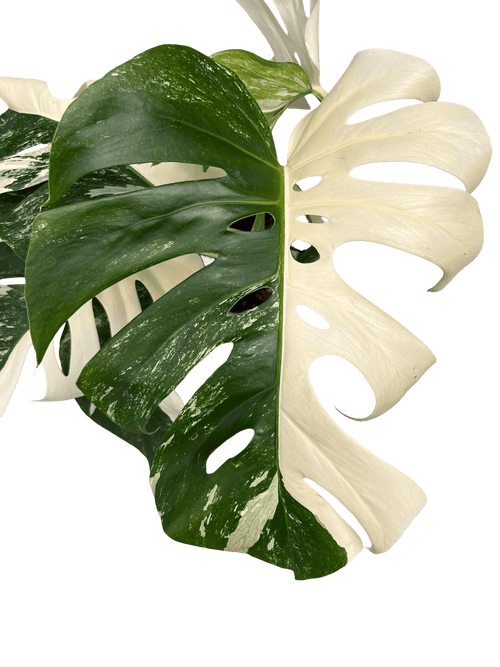 מונסטרה אלבו בינונית עציץ 15 סמ - רוטין (ירוק במרפסת לשעבר)