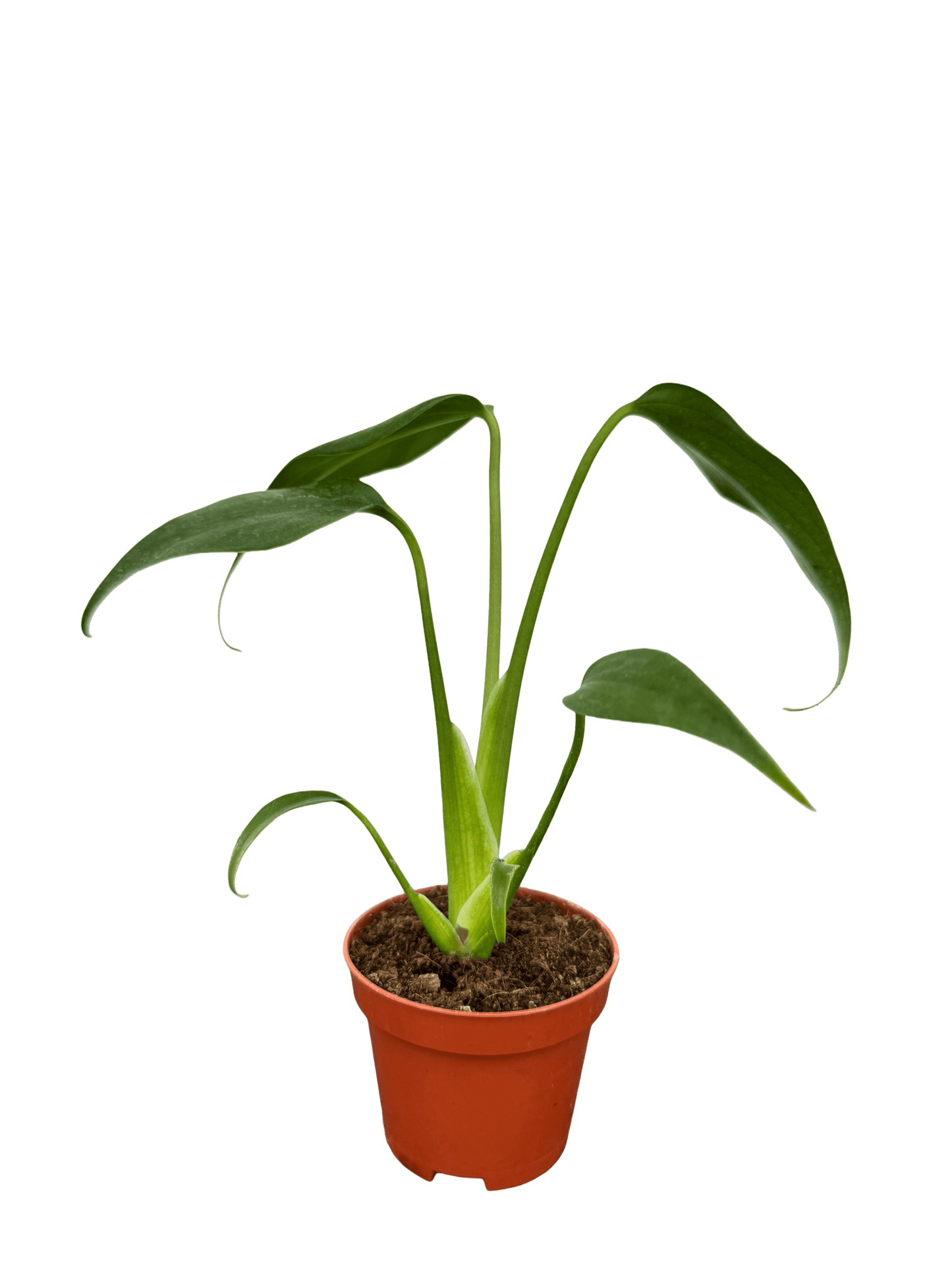 מונסטרה bmf קוטר 5 - רוטין (ירוק במרפסת לשעבר)