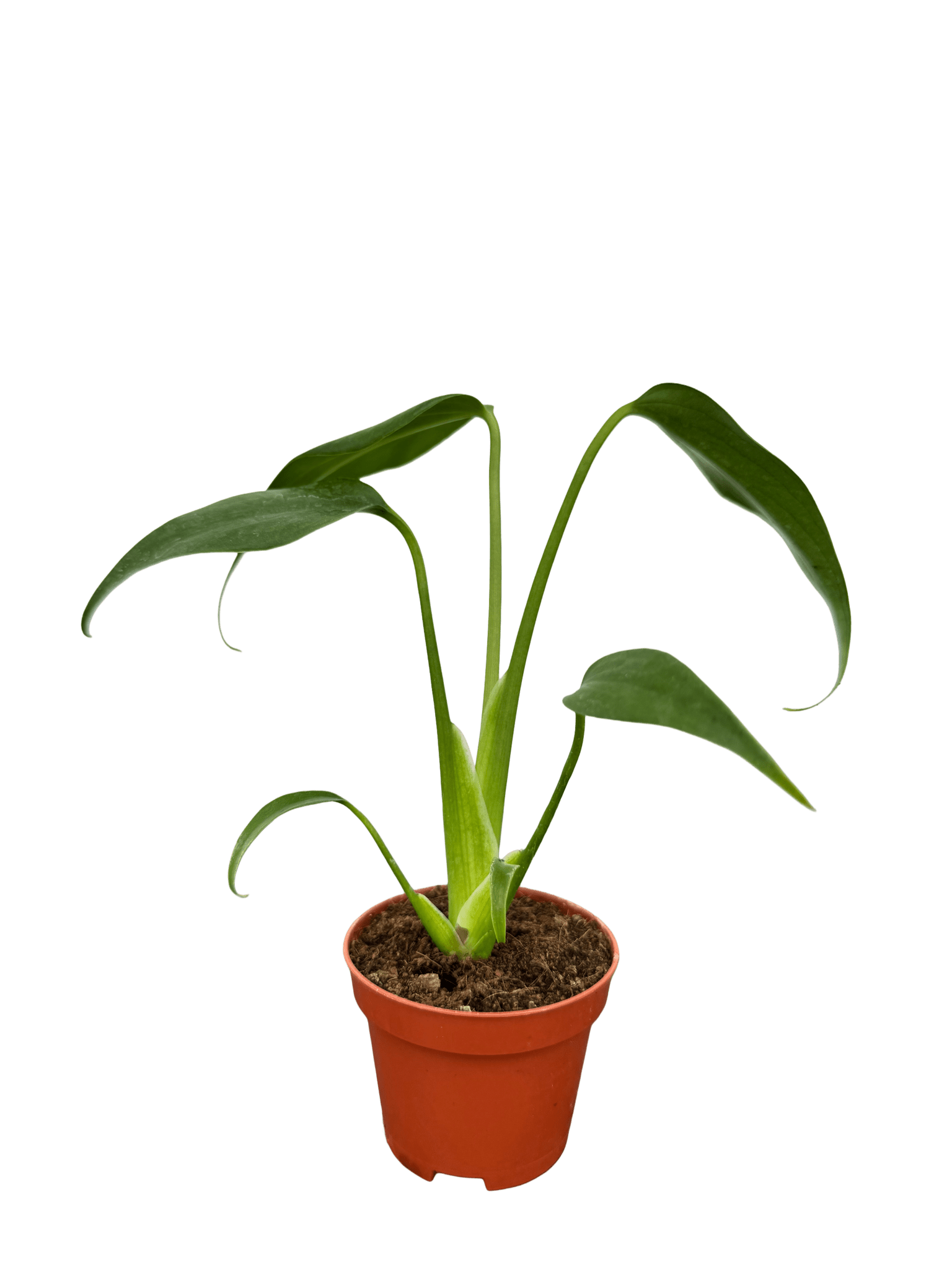 מונסטרה bmf קוטר 5 - רוטין (ירוק במרפסת לשעבר)