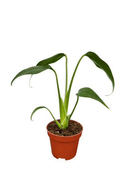 מונסטרה bmf קוטר 5 - רוטין (ירוק במרפסת לשעבר)