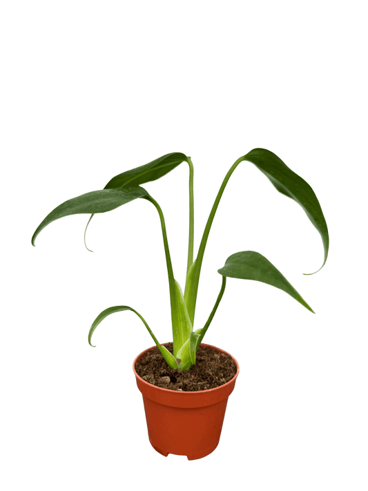 מונסטרה bmf קוטר 5 - רוטין (ירוק במרפסת לשעבר)