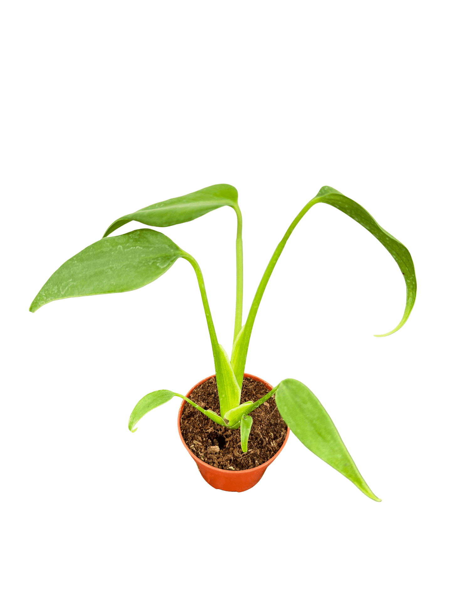 מונסטרה bmf קוטר 5 - רוטין (ירוק במרפסת לשעבר)