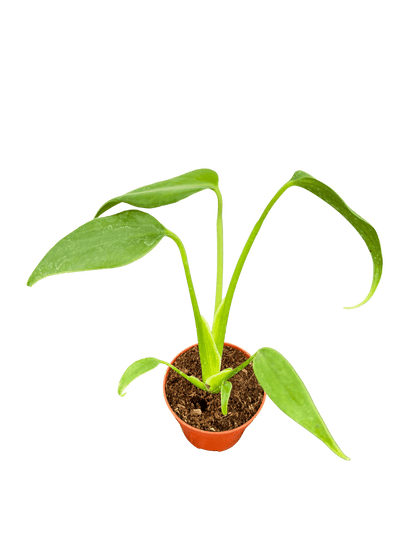 מונסטרה bmf קוטר 5 - רוטין (ירוק במרפסת לשעבר)