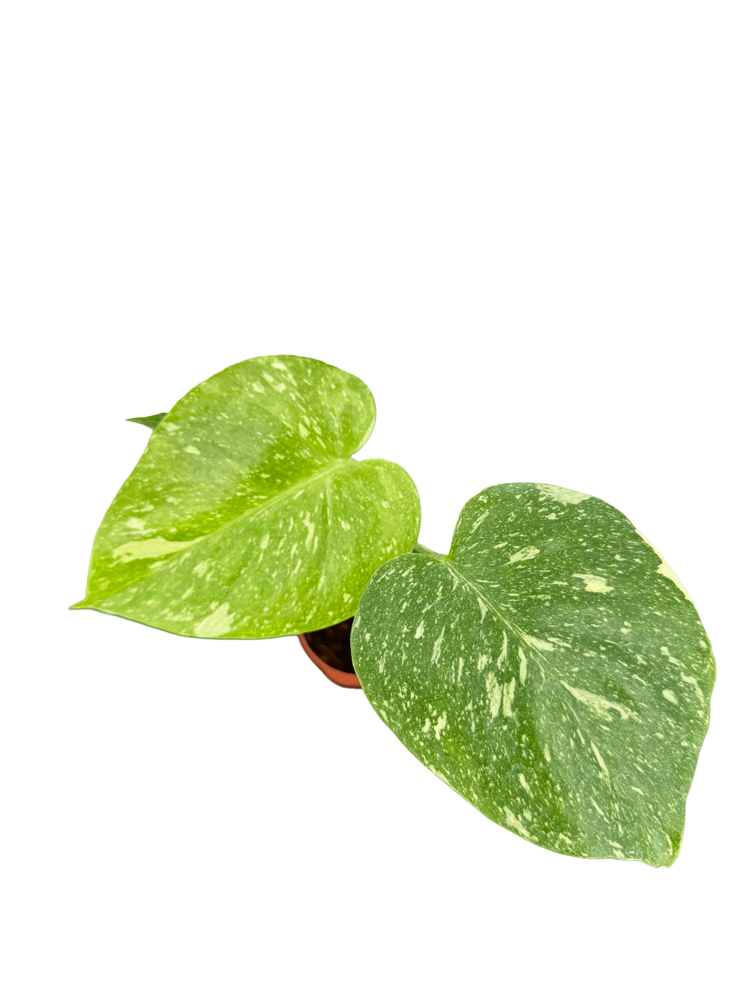 מונסטרה תאי קוטר 5 - רוטין (ירוק במרפסת לשעבר)