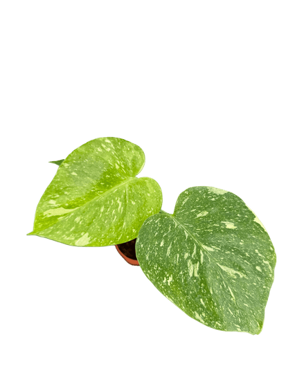 מונסטרה תאי קוטר 5 - רוטין (ירוק במרפסת לשעבר)