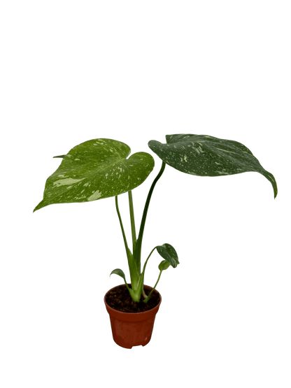 מונסטרה תאי קוטר 5 - רוטין (ירוק במרפסת לשעבר)