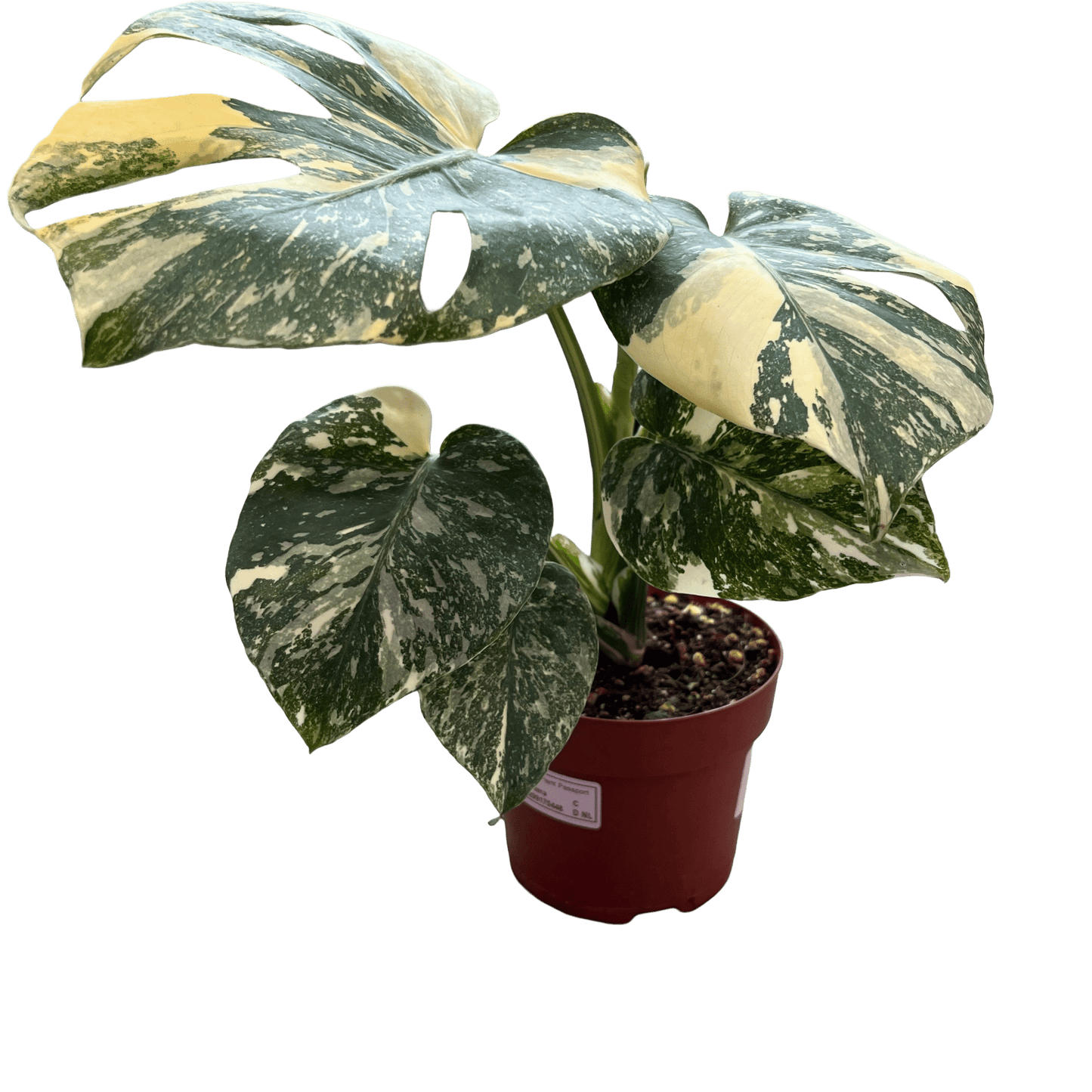 מונסטרה תאי מוטציה - רוטין (ירוק במרפסת לשעבר)