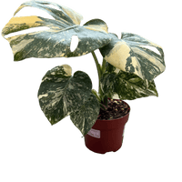 עציץ מגדלים (חינם)