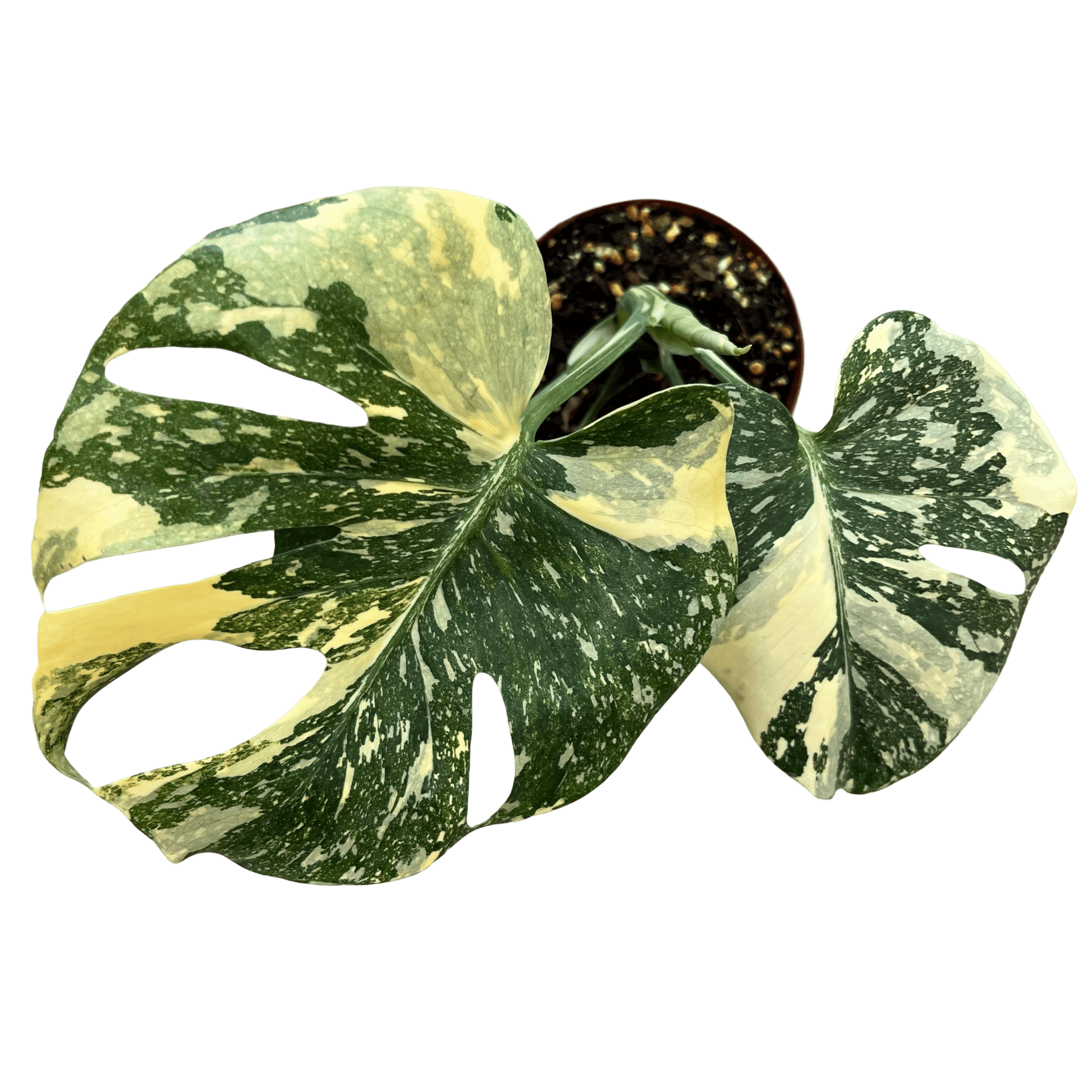 מונסטרה תאי מוטציה - רוטין (ירוק במרפסת לשעבר)