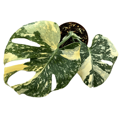 מונסטרה תאי מוטציה - רוטין (ירוק במרפסת לשעבר)