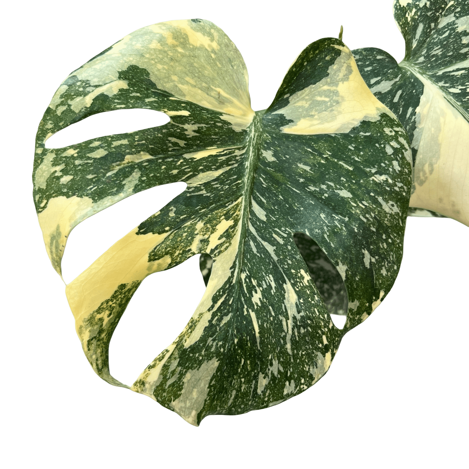 מונסטרה תאי מוטציה - רוטין (ירוק במרפסת לשעבר)