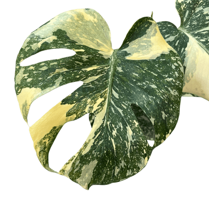 מונסטרה תאי מוטציה - רוטין (ירוק במרפסת לשעבר)