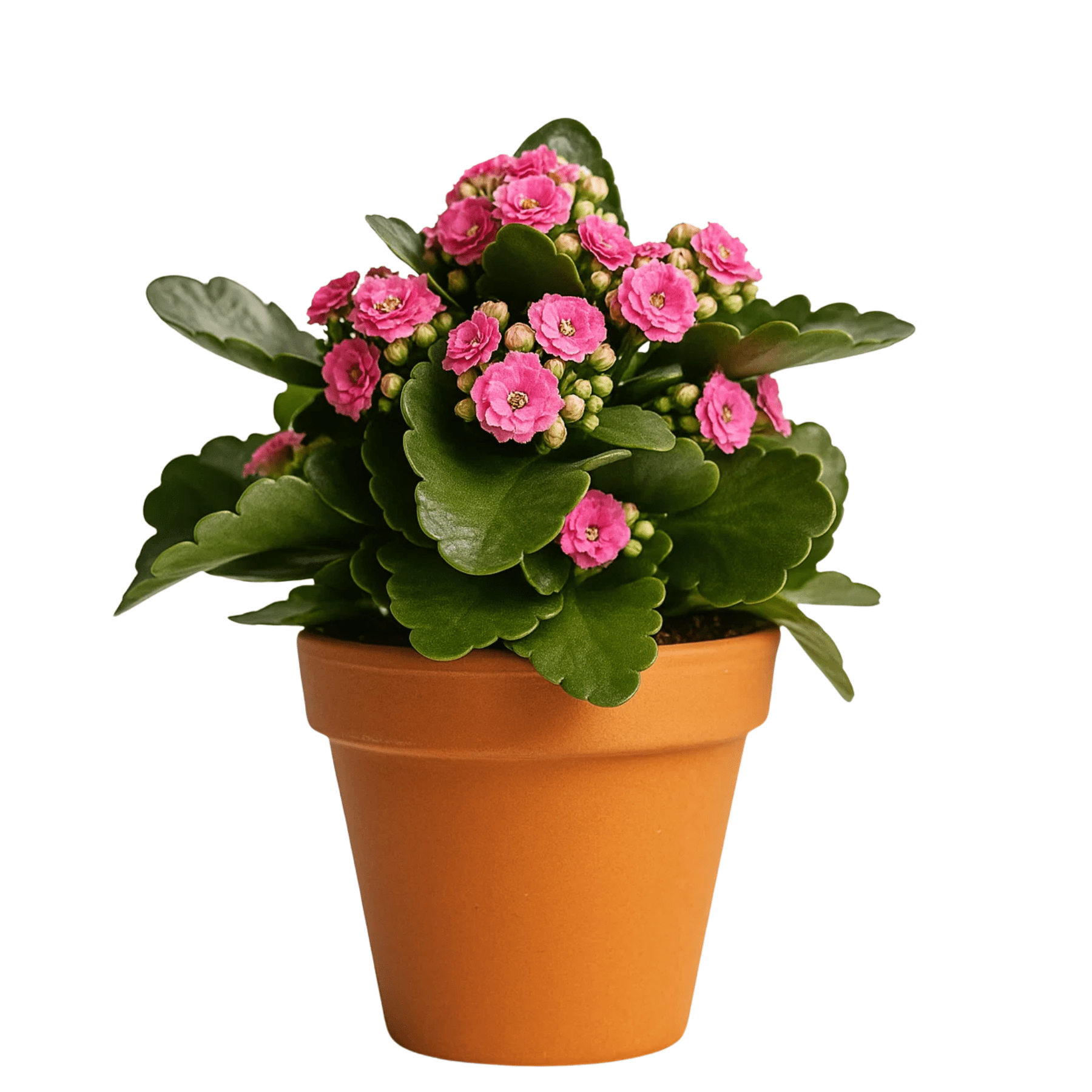 ניצנית קוטר עציץ 12 ס"מ (רב שנתי לבית ולגינה) - רוטין (ירוק במרפסת לשעבר)