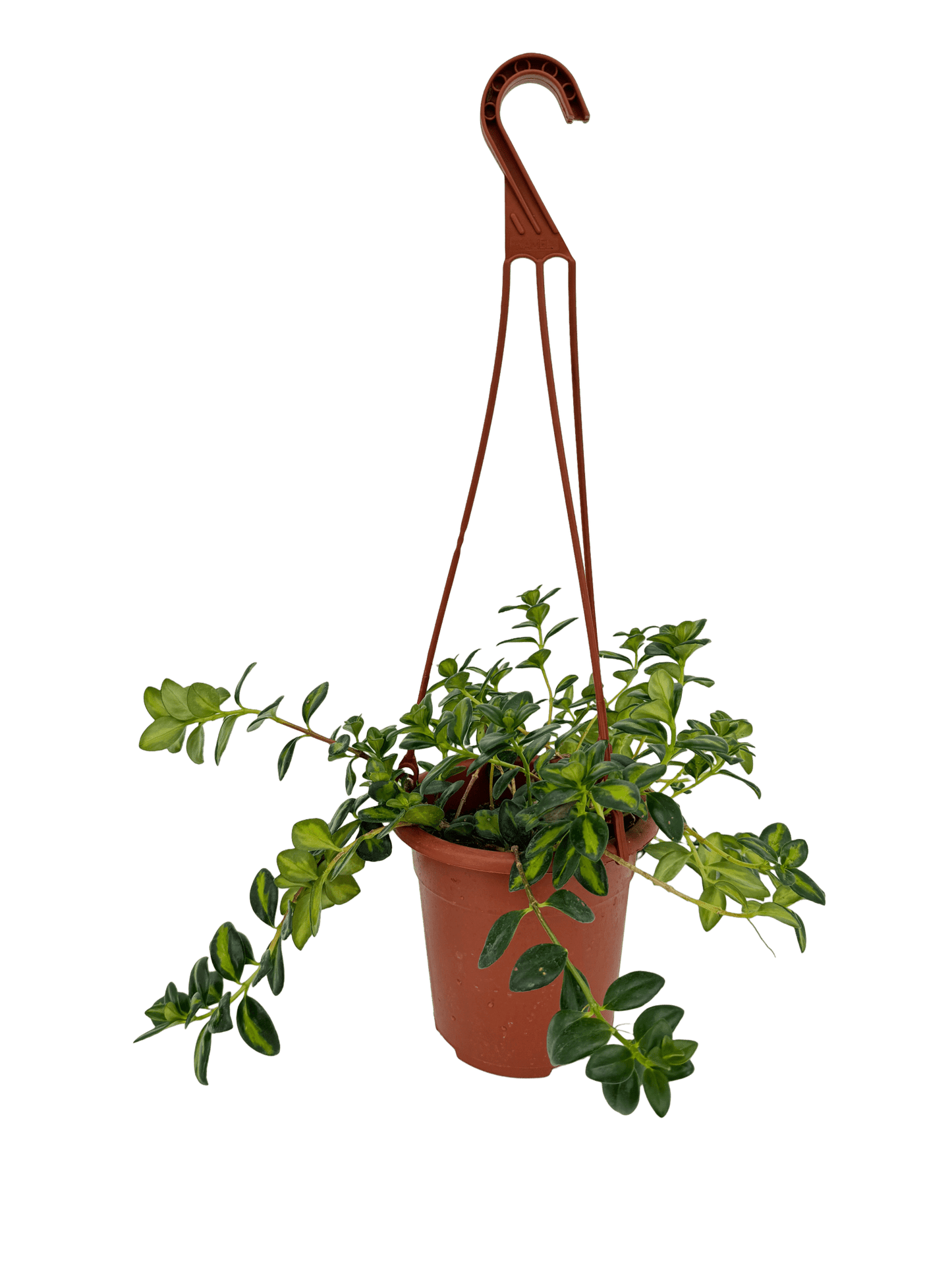 נמנטוס מגון עציץ קוטר 15 ס״מ - רוטין (ירוק במרפסת לשעבר)