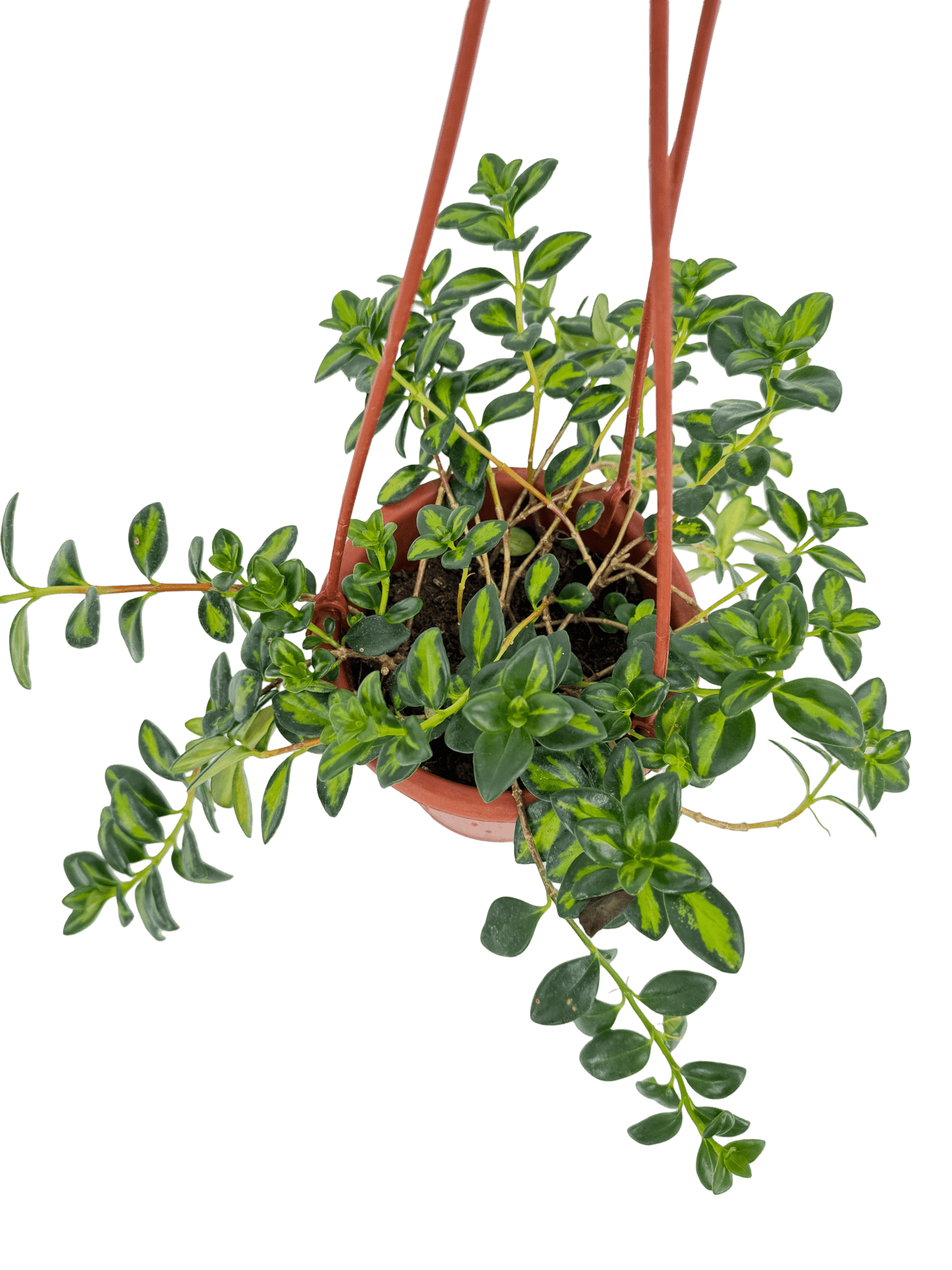 נמנטוס מגון עציץ קוטר 15 ס״מ - רוטין (ירוק במרפסת לשעבר)