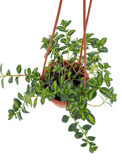 נמנטוס מגון עציץ קוטר 15 ס״מ - רוטין (ירוק במרפסת לשעבר)