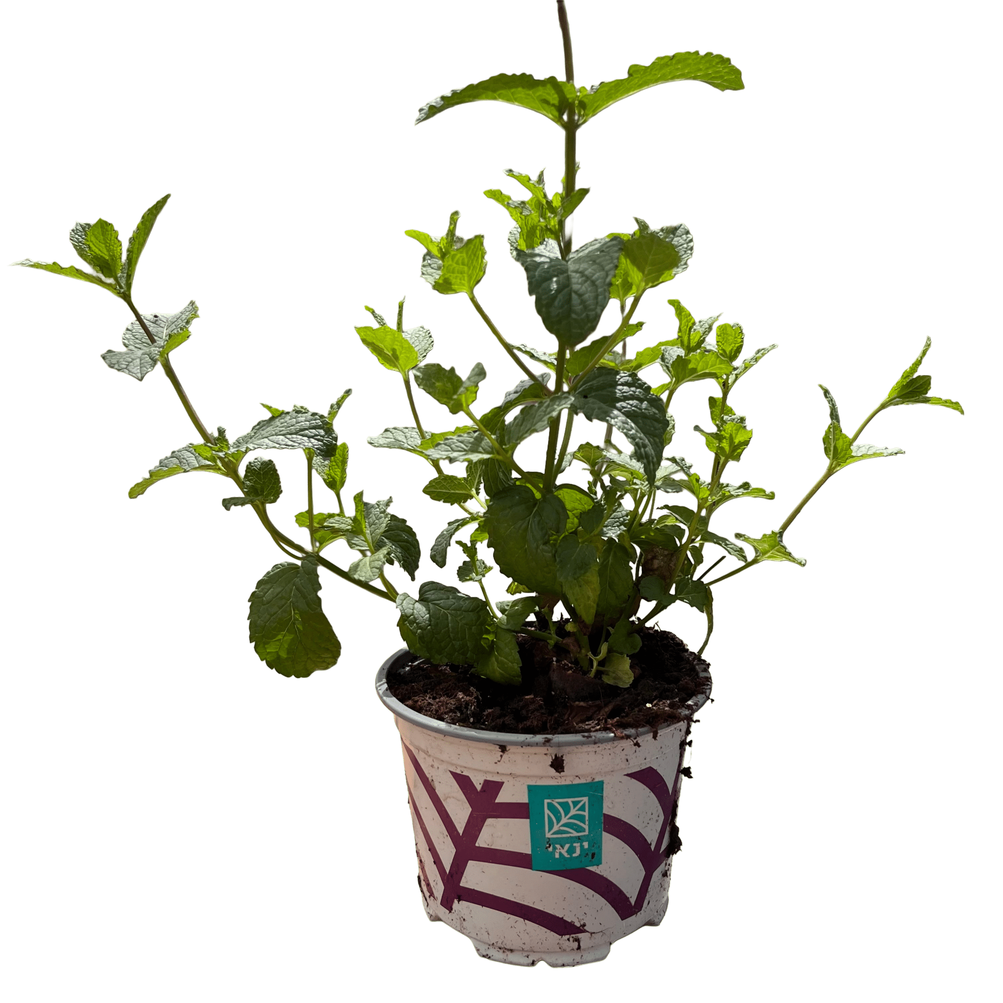 נענע - רוטין (ירוק במרפסת לשעבר)