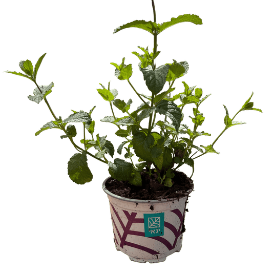 נענע - רוטין (ירוק במרפסת לשעבר)