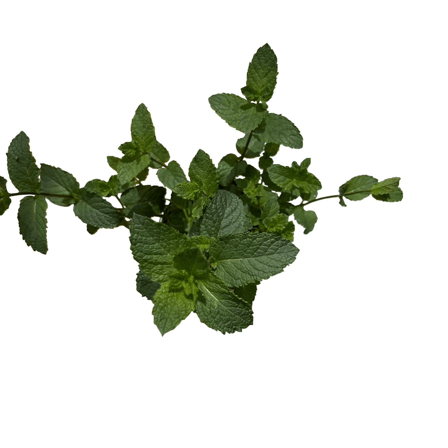 נענע - רוטין (ירוק במרפסת לשעבר)