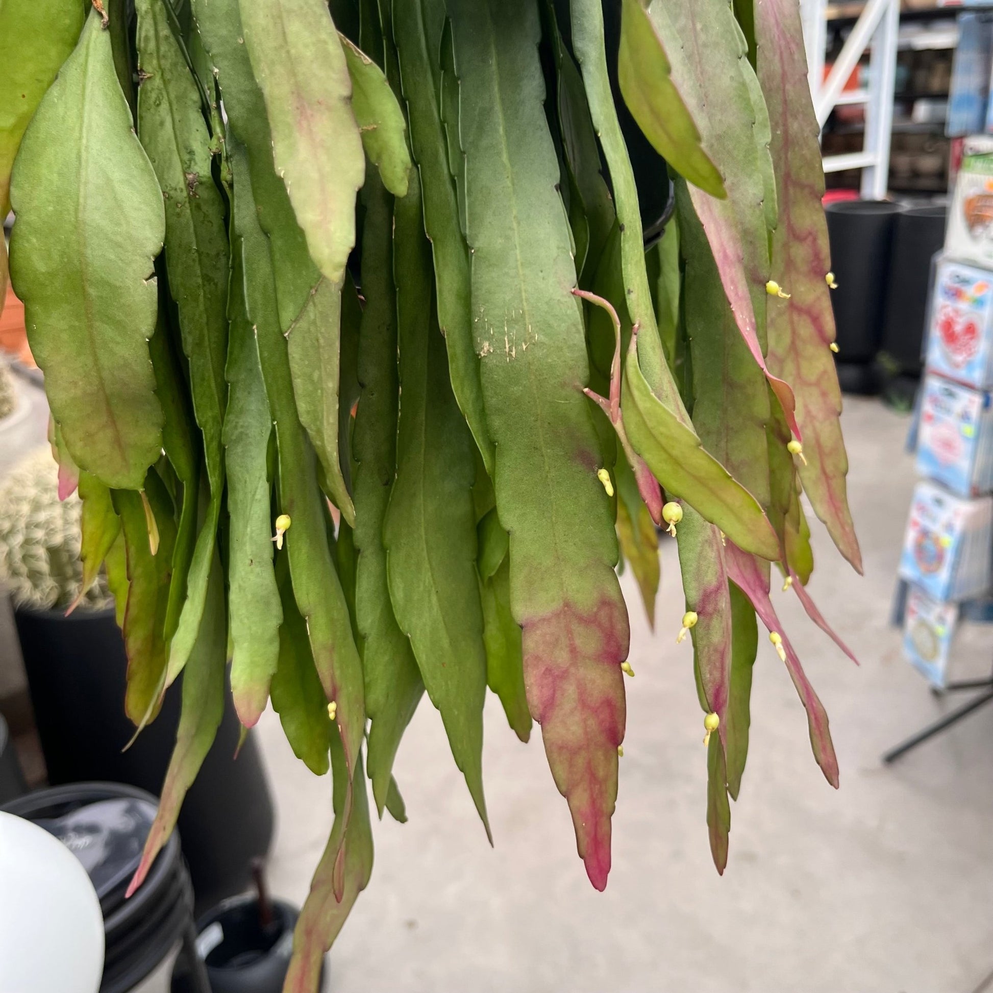 ריפליס רד קורל גדול קוטר 14 - רוטין (ירוק במרפסת לשעבר)