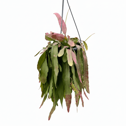 ריפליס רד קורל גדול קוטר 14 - רוטין (ירוק במרפסת לשעבר)