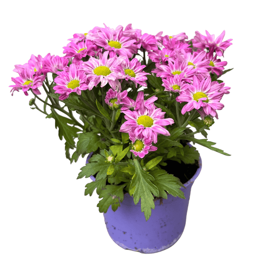 חרצית גננים - רוטין (ירוק במרפסת לשעבר)