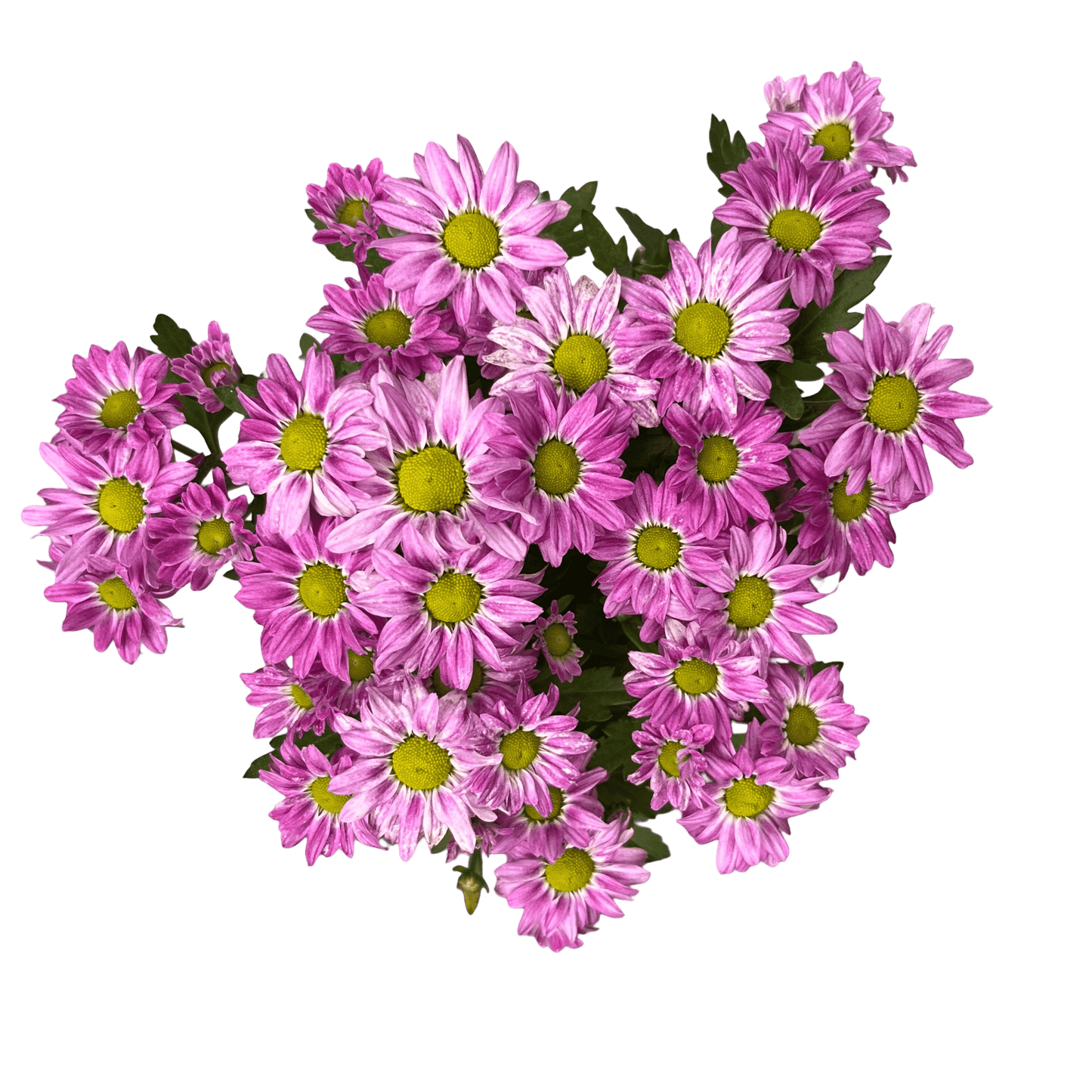 חרצית גננים - רוטין (ירוק במרפסת לשעבר)