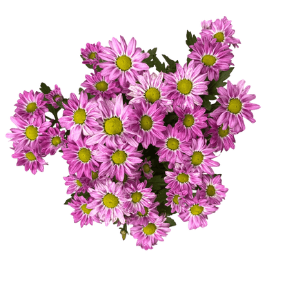 חרצית גננים - רוטין (ירוק במרפסת לשעבר)