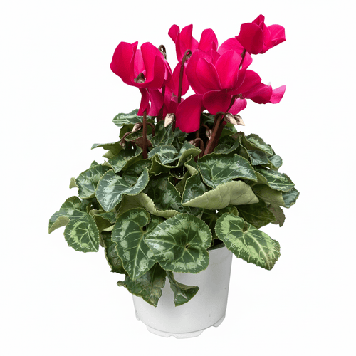 רקפת פורחת קוטר 12 - רוטין (ירוק במרפסת לשעבר)