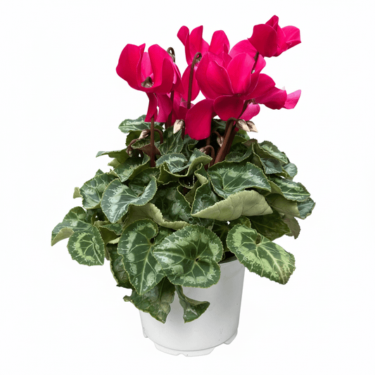 רקפת פורחת קוטר 12 - רוטין (ירוק במרפסת לשעבר)