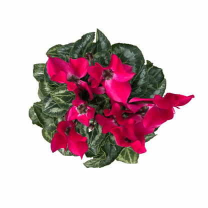 רקפת פורחת קוטר 12 - רוטין (ירוק במרפסת לשעבר)