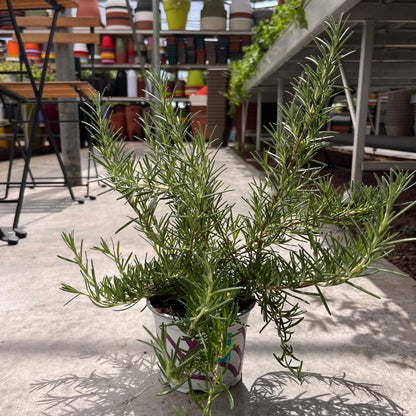 רוזמרין - רוטין (ירוק במרפסת לשעבר)