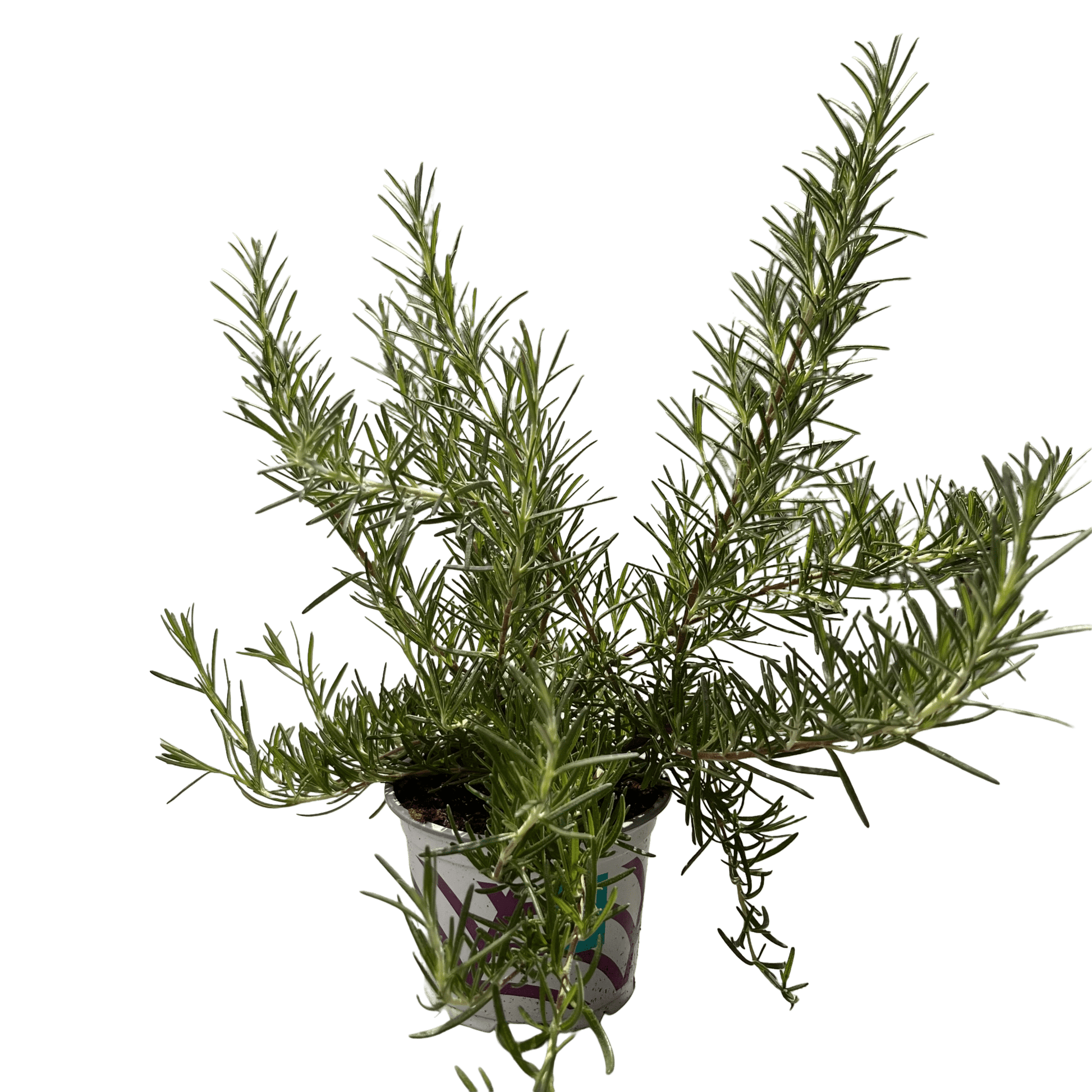 רוזמרין - רוטין (ירוק במרפסת לשעבר)